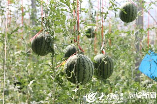 51最新吃瓜官网,揭秘娱乐圈最新热点，带你畅游八卦海洋