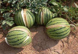 江苏网红吃瓜事件最新,揭秘背后真相与网络暴力漩涡